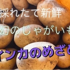 インカのめざめ 幻のじゃがいも 新じゃが 農家直送 採れたて