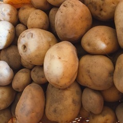 インカのめざめ 幻のじゃがいも 新じゃが 農家直送 採れたての画像