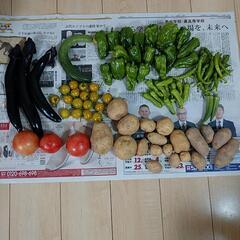 決まりました♪♪無農薬、野菜セット