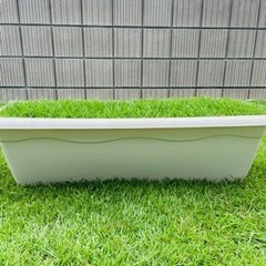 値下げしました【家庭の芝生】プランターの高麗芝