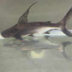 セール中さらに値下げしましたー！！大型熱帯魚早い者勝ち！！の画像