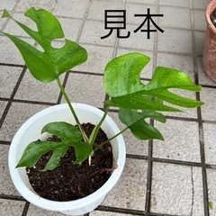 モンステラ〈1株〉の画像