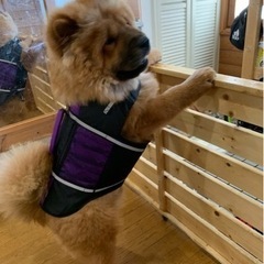 犬　ライフジャケット　XL