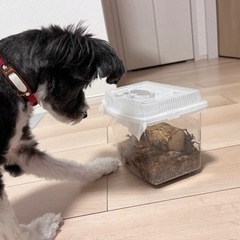 謝礼あり！クワガタ（ヒラタやオオクワガタ）を捕まえられる場所教え...