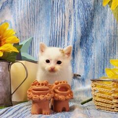 ふわふわ白＆ポイントキジの男の子 性格めちゃ可愛！