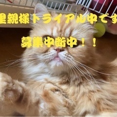 ☆〆切☆エキゾチック避妊手術済み