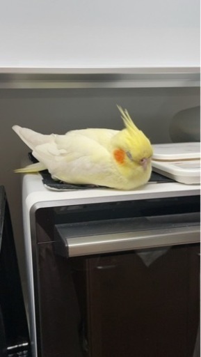オカメインコを探しています。