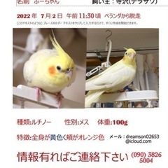 オカメインコを探しています…