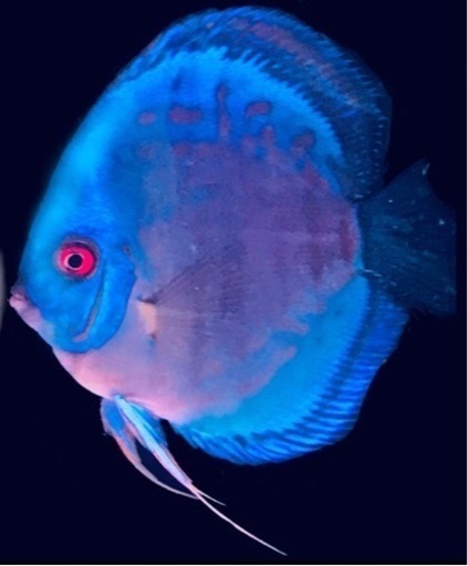 【最終値下げ　極上個体ラストワンペア】ディスカス　アクアリウム　水槽