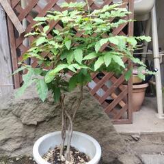 藤 鉢植えの画像