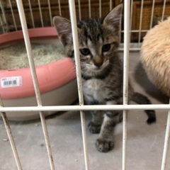 可愛い子猫2ヶ月