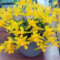 日々の生活に花を咲かせませんか？