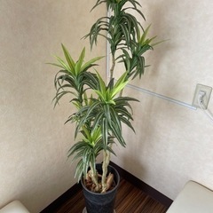 観葉植物　造花の画像