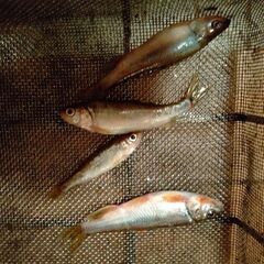 竹細工でわなを作って川魚を捕ろう。伝統的漁法の画像