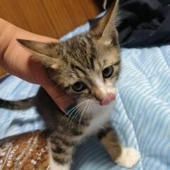 白黒ちゃんキジ白くん