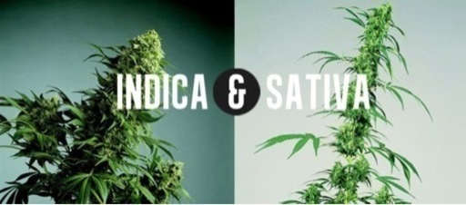 9beta＋CBD＋CBN
