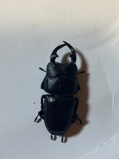 岩手県産　オオクワガタ♂52♀37