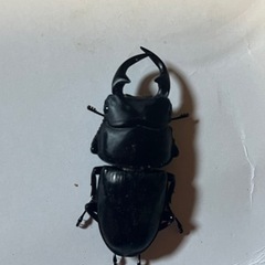岩手県産　オオクワガタ♂52♀37