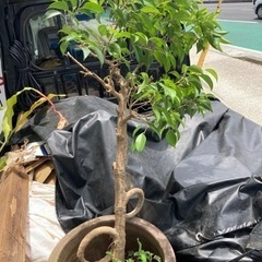 観葉植物　ベンジャミン　