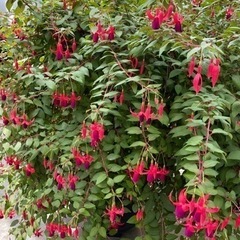 多肉植物、塊根植物が好きな方とお友達になりたいです