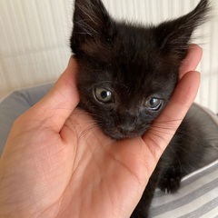 7／6更新　耳がカール　クロネコのクロちゃん