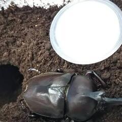 【一匹200円～】 国産カブトムシ 成虫の画像