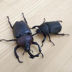 【一匹200円～】 国産カブトムシ 成虫の画像