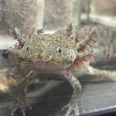 ウーパールーパー②