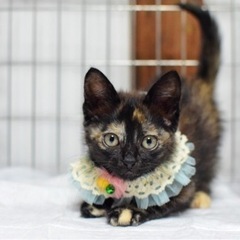 綺麗なサビ猫のココアちゃん