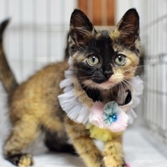 サビ猫姉妹のモカちゃん
