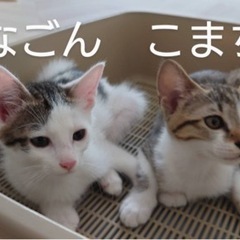 キジシロのこまちちゃん