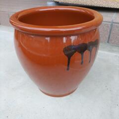 カメ、壺   中型 メダカさんの画像