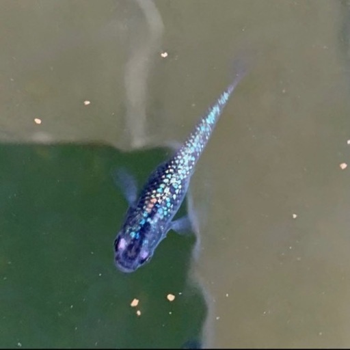サファイア稚魚10匹