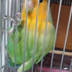 コザクラインコ！