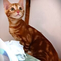 超キュートなアメショミックス兄弟！