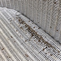 ロイドルーム　チェア　肘掛けいすの画像