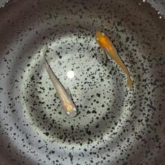 メダカ　天女✕紅白ヒカリ　稚魚