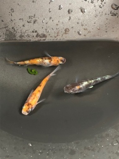 メダカ 写真現物販売（紅玉） 7/5