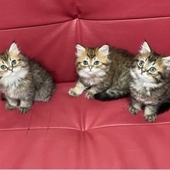 募集中　ミヌエット　女の子　子猫　
