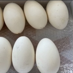 エッグアート グース殻玉子　8個セットの画像