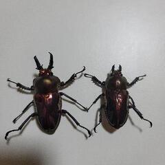 虹色クワガタ・スマトラヒラタ