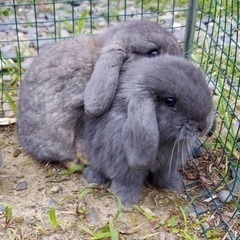 ロップイヤーお譲りします
