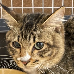 保護猫里親募集　トラ白の男の子