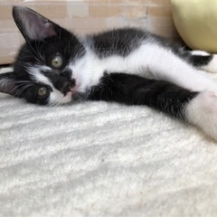 白黒の男の子 - 猫