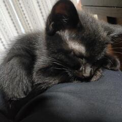 生後1ヶ月くらいの黒猫です。 - 里親募集