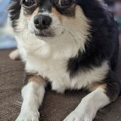 飼い主さん募集しています！