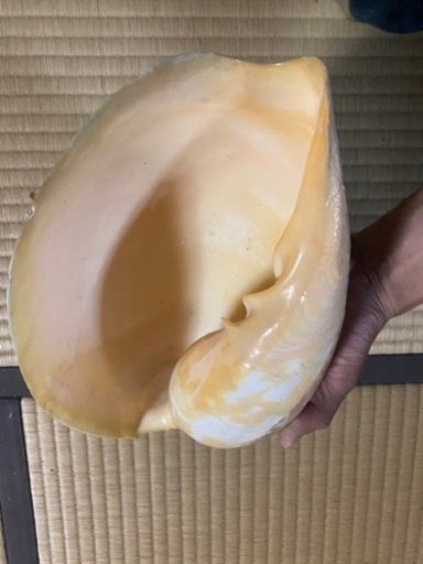 大型の貝殻　置物