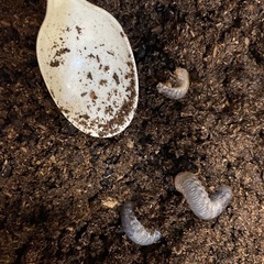 カブトムシ　幼虫　無料で譲りますの画像