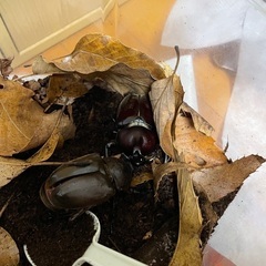カブトムシ　幼虫　無料で譲りますの画像