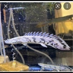 魚